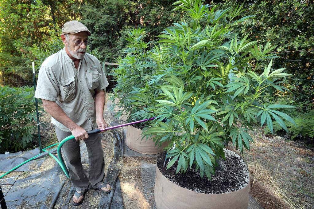 Hue Freeman, 60, waters plants on his state licensed cannabis farm above the Alexander Valley. Freeman claims now-unemployed Rohnert Park Sgt. Jacy Tatum illegally seized 47 pounds of cannabis from him during a traffic stop north of Cloverdale in December 2016. (photo by John Burgess/The Press Democrat)