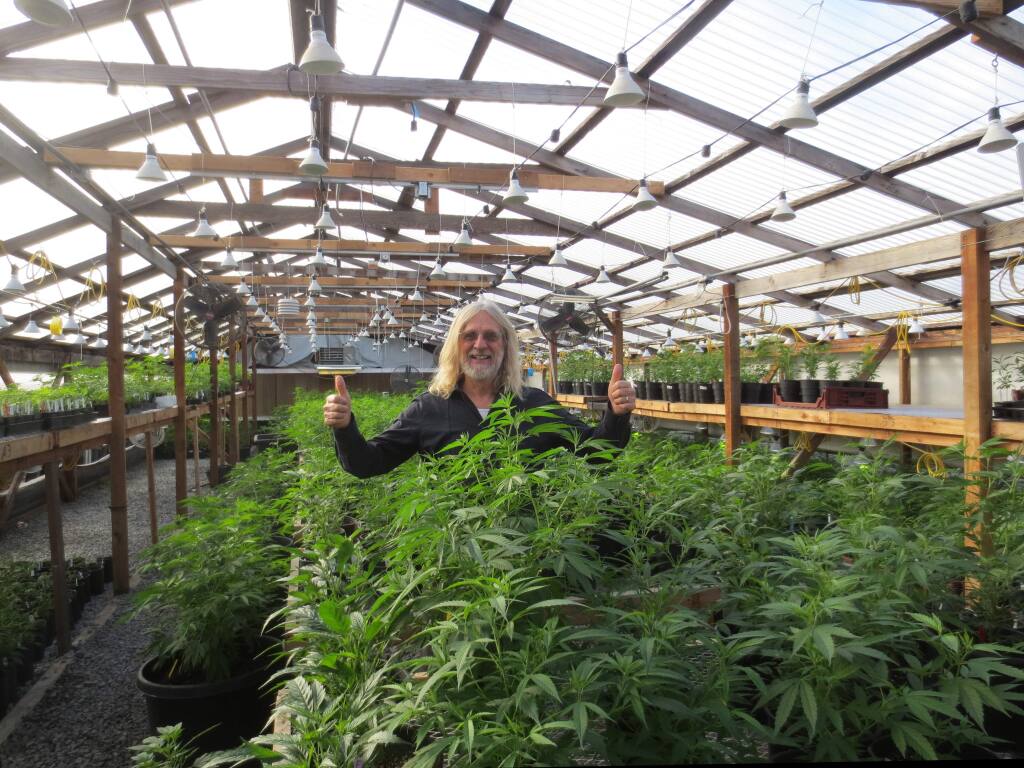 Jorge Cervantes of Sonoma in a thriving greenhouse somewhere in the Sonoma Valley. The county is proposing treating cannabis like other agricultural products in new General Plan rules. (Courtesy George Van Patten)