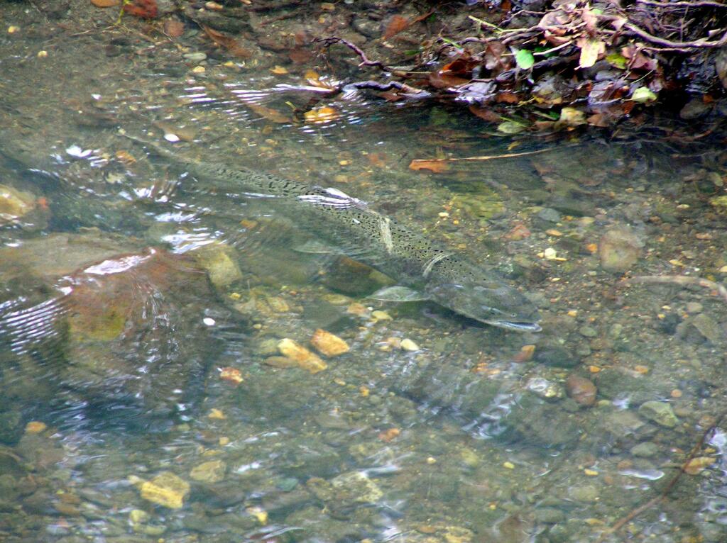 Salmon in Nathanson Creek, a parallel drainage in the Valley, during the notable spawning runs of 2001-2003. (Richard Dale/Sonoma Ecology Center)