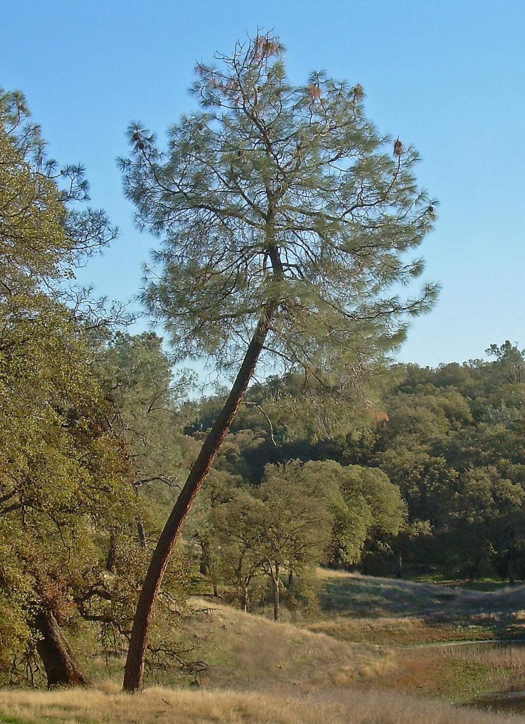 Pinus sabiniana, foothills on east side of Sacramento Valley. (Roarofthefour at Flickr)
