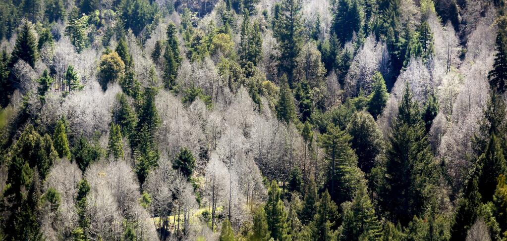 Poisoned trees, which turn silver after dying dot a hillside in the Comptche area The land is owned by Mendocino Redwood Company (MRC) and uses the hack and squirt method to kill oak trees in order to bring back a redwood canopy, Friday April 17, 2015. Kent Porter / Press Democrat) 2015