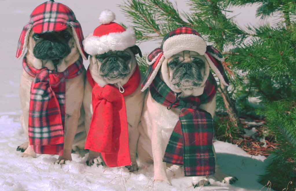 Roxy, Blue and Bono star in a new music video for 'Winter Wonderland' by the musical duo She & Him (Zooey Deschanel and Matthew Ward) which features the three pugs dressed in various festive costumes at various festive locations. The dogs are owned by Phillip and Susan Lauer of Rohnert Park and featured on the website Pupstar Sonoma in various other costumes. (YouTube)
