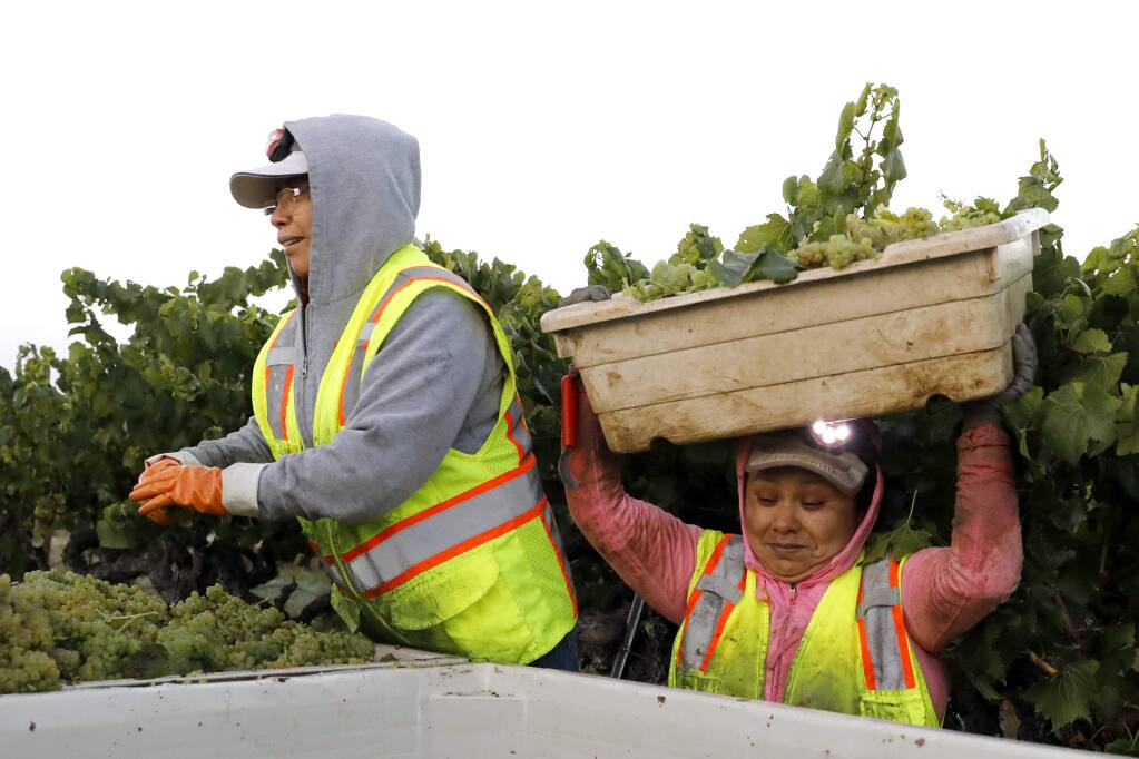 Maria Martinez, left, and Leticia Silva harvest chardonnay grapes for Rodney Strong Vineyards on Wednesday, Sep. 19, 2018 in Healdsburg, California. (BETH SCHLANKER/ PD)