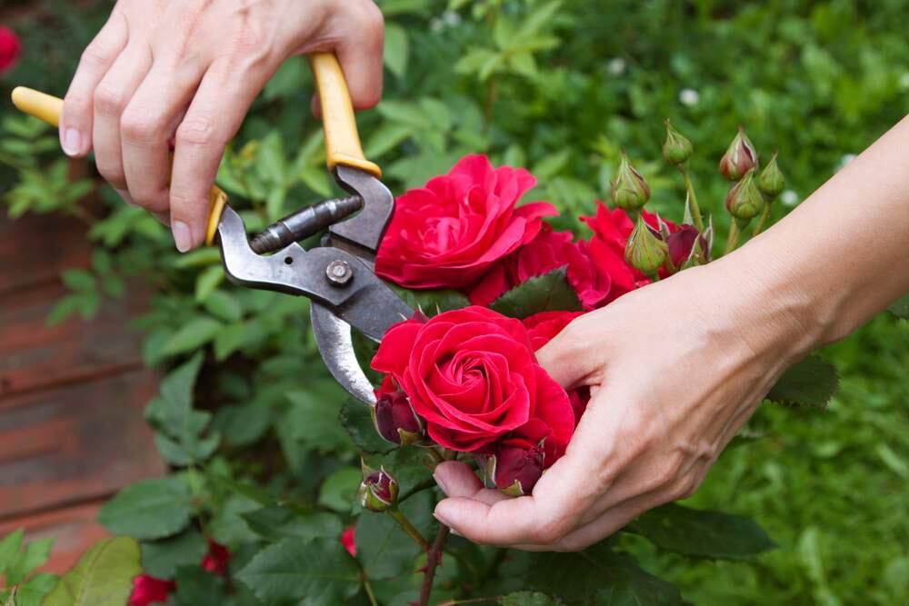 Cutting red roses in the garden.