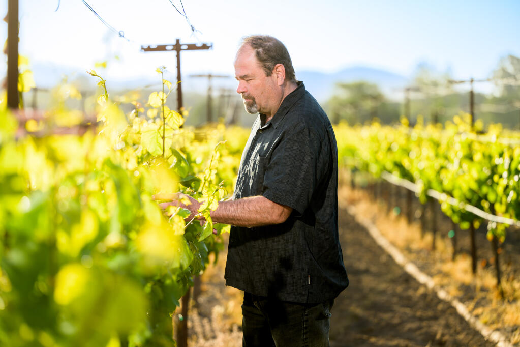 Patz & Hall founding winemaker James Hall looks at vines.