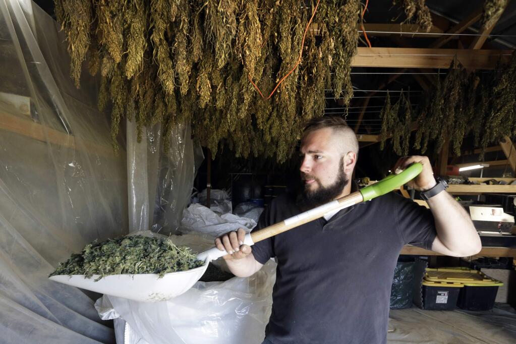 In this April 23, 2018 photo, Trevor Eubanks, plant manager for Big Top Farms, shovels dried hemp as branches hang drying in barn rafters overhead at their production facility near Sisters, Ore. A glut of legal marijuana has driven pot prices to rock-bottom levels in Oregon, and an increasing number of nervous growers are pivoting to another type of cannabis to make ends meet--hemp. (AP Photo/Don Ryan)