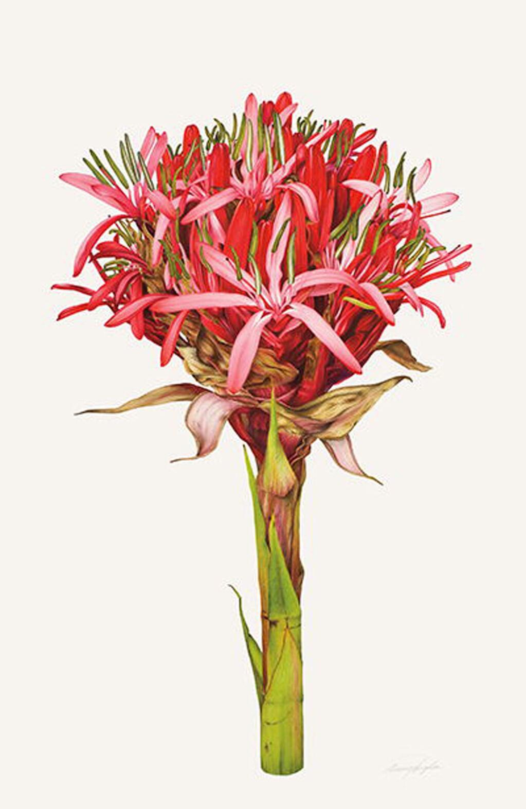 A Doryanthes excelsa, by Annie Hughes, part of the exhibit 'Floribunda'” opening Oct. 16 and on display through Dec. 11, is a traveling exhibit of works from the collection of the Hunt Institute for Botanical Documentation at Canegie Mellon University in Pittsburgh, Pa., at the Petaluma Arts Center. (PETALUMA ARTS CENTER)