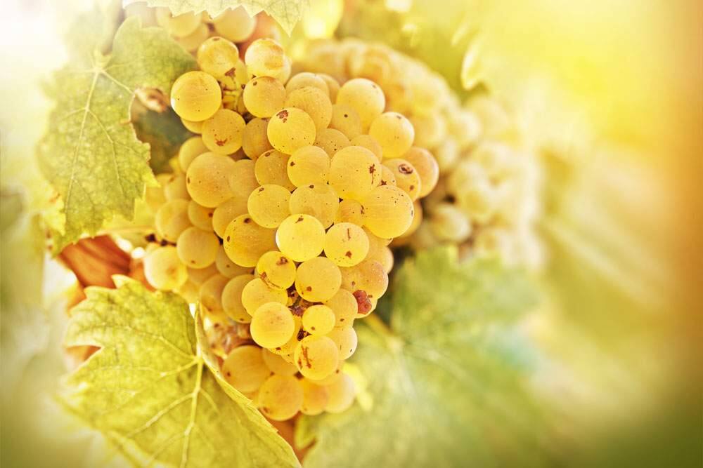 Many wine experts consider riesling to be the world's greatest white wine grape, above even chardonnay.