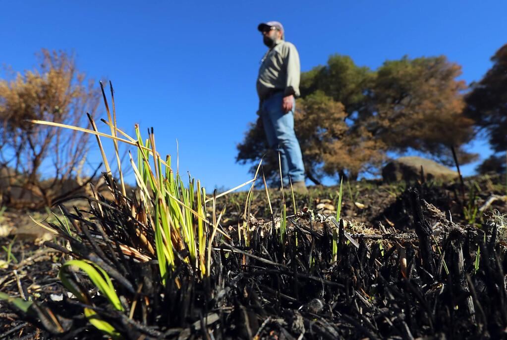 Harding grass, a non-native grass spread by planes after the Henley Fire in 1964, is the first to sprout among the burned out grasses on the Pepperwood Preserve off Franz Valley Rd. (photo by John Burgess/The Press Democrat)