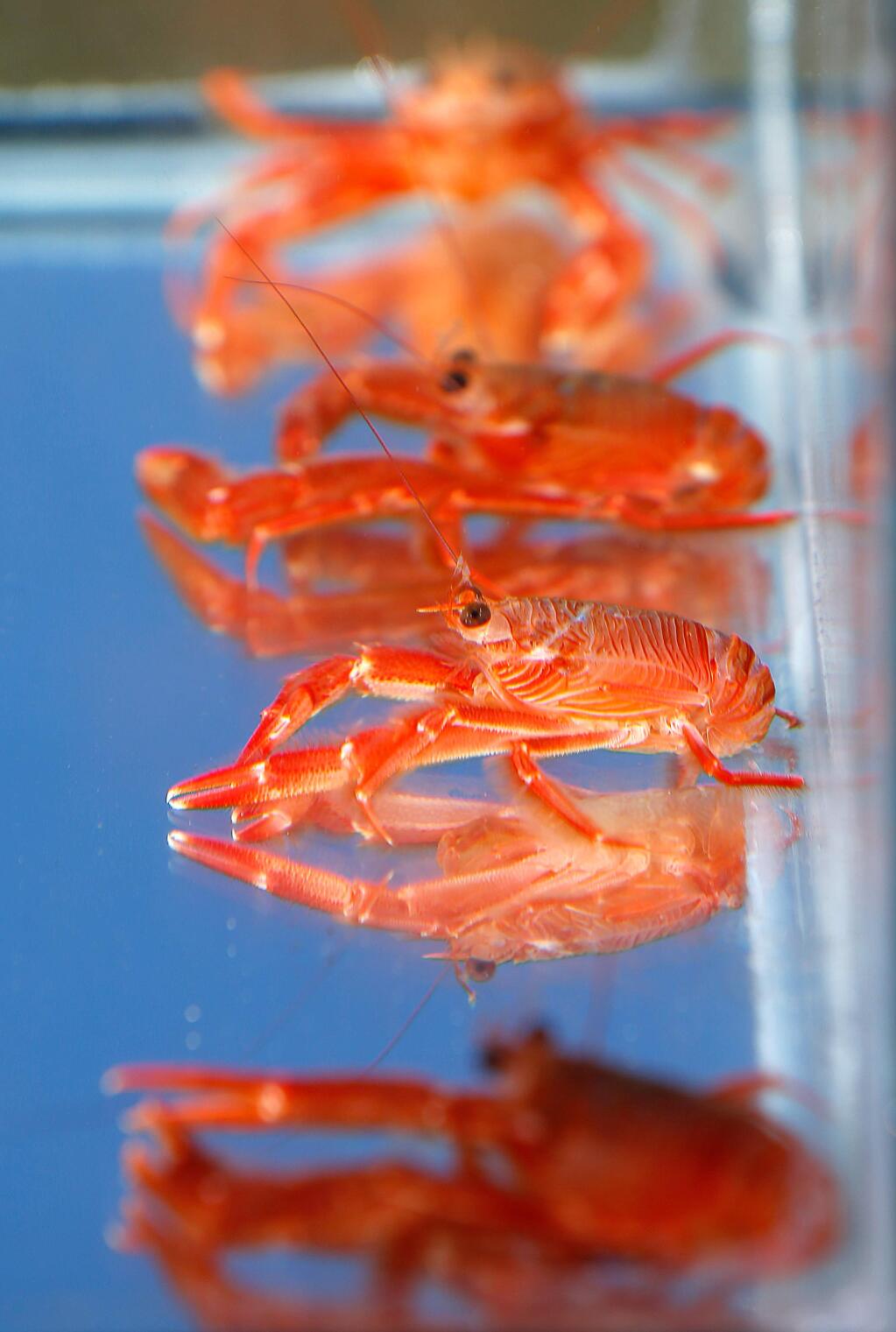 A group of pelagic red crabs found washed ashore at Salmon Creek Beach by scientists are displayed at UC Davis Bodega Marine Laboratory in Bodega Bay, California on Friday, January 27, 2017. The crabs, which are normally found in waters around central and southern Baja California, were carried north by unusually warm ocean currents. (Alvin Jornada / The Press Democrat)