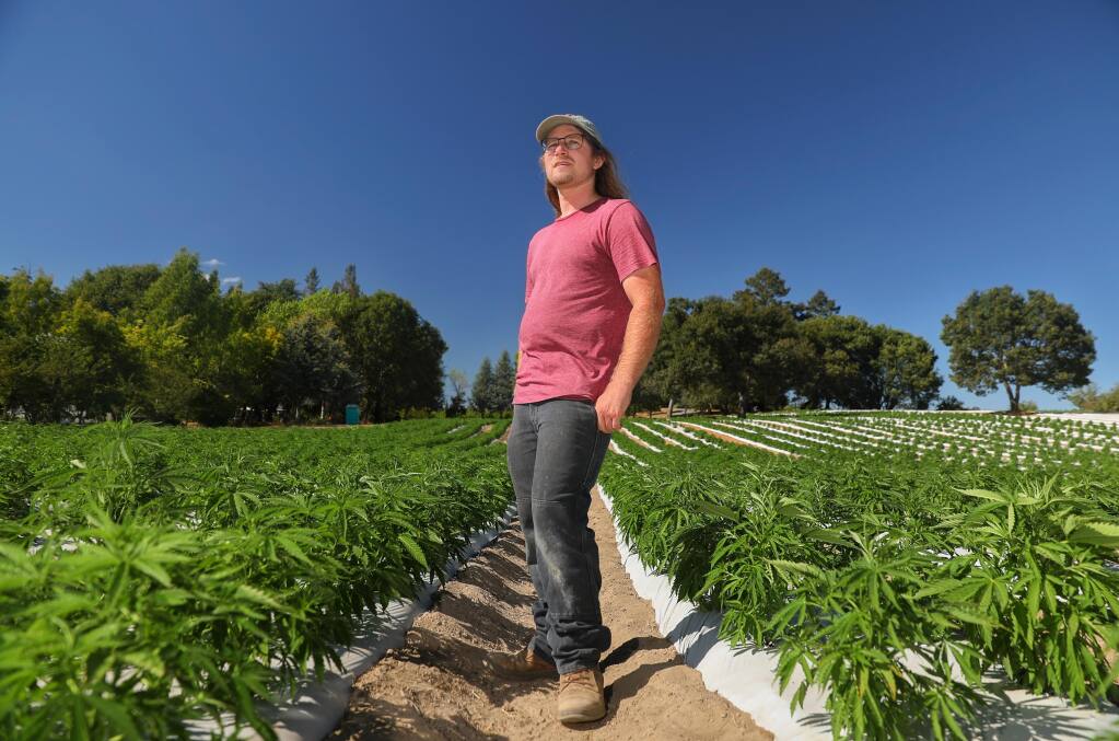 Nick Stromberg is the CEO of Beacon Hemp, which produces varietals of hemp seeds for the farming community. (Christopher Chung/ The Press Democrat)