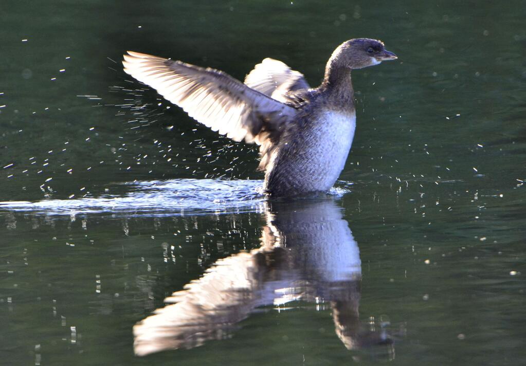 A bird makes a landing on the San Joaquin River. (JOHN WALKER / Fresno Bee, 2012)
