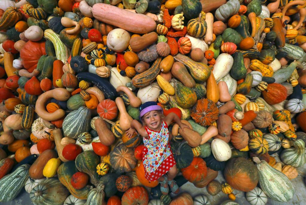 Lila Zibelman, 4, plays 'Where's Waldo?' in a pile of squash at the seventh annual National Heirloom Expo. (photo by John Burgess/The Press Democrat)