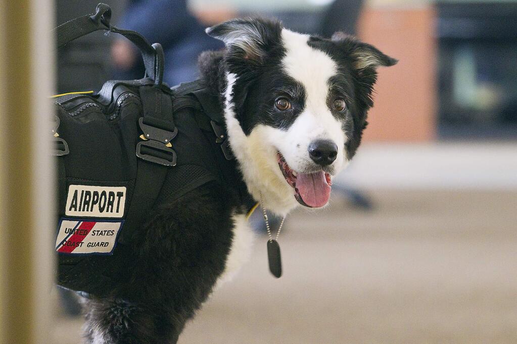 FILE - This undated file photo shows Piper the dog at Cherry Capital Airport in Traverse City, Mich. A memorial service is scheduled for Saturday, Jan. 20, 2018, at City Opera House in Traverse City for Piper, who became an internet sensation for keeping the northern Michigan airport's runways free of critters. The 9-year-old dog was euthanized Jan. 3, 2018, after battling prostate cancer. (Jan-Michael Stump/Traverse City Record-Eagle via AP, File)