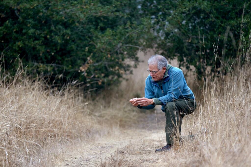 Richard Vacha, author of 'The Heart of Tracking: Inner and Outer Practices of Nature Awareness,' examines the contents of fox scat along Earthquake Trail at the Bear Valley Visitor Center on the Point Reyes National Seashore in Olema on Thursday, Nov. 14, 2019. (BETH SCHLANKER/ The Press Democrat)
