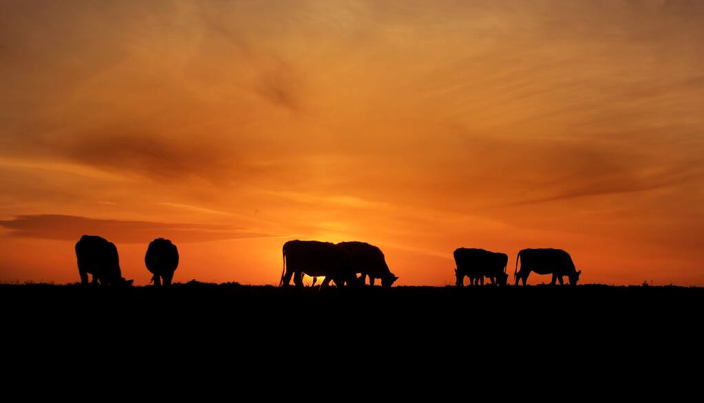 The sun sets behind grazing dairy cattle in this 2016 Press Democrat file photo captured at Point Reyes National Seashore in Marin County. (KENT PORTER/THE PRESS DEMOCRAT)