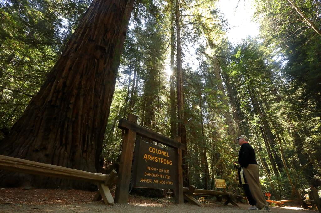David Barnes, visiting from Ohio, takes in the 1400-year-old Colonel Armstrong redwood tree in Armstrong Woods State Natural Reserve, near Guerneville on Thursday, September 28, 2017. (Christopher Chung/ The Press Democrat)