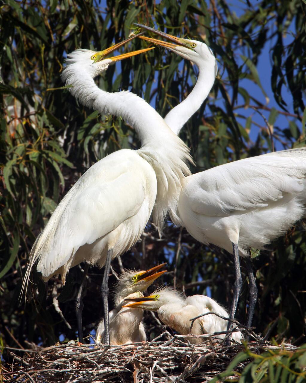 More than 300 students from Lincoln Elementary School in Santa Rosa visited their local rookery in eucalyptus trees along Ninth St. A nesting pair of Great White Egrets great each other over their young chicks on Friday. (photo by John Burgess/The Press Democrat)