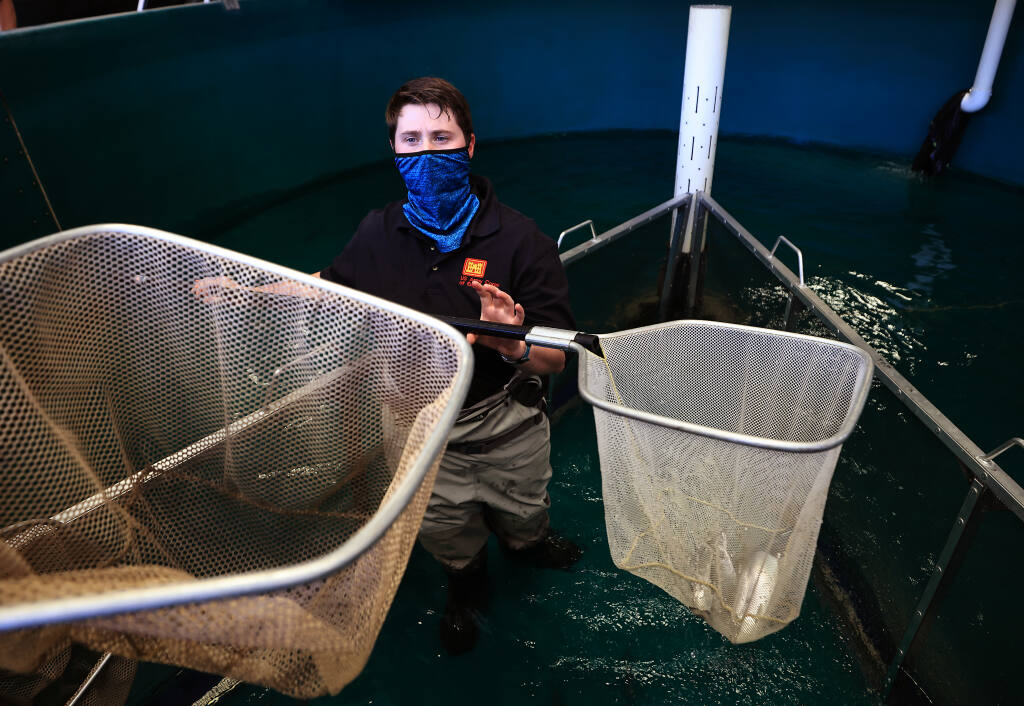 Army Corp of Engineers fisheries biologist Shanon Bockmon, nets dozens of coho salmon broodstock from the Warms Springs Dam hatchery that will be transported to Casa Grande High School's United Anglers program, for safe keeping as a precaution against the increasing temperature of the water at the hatchery, Tuesday, Aug. 17, 2021   (Kent Porter / The Press Democrat) 2021
