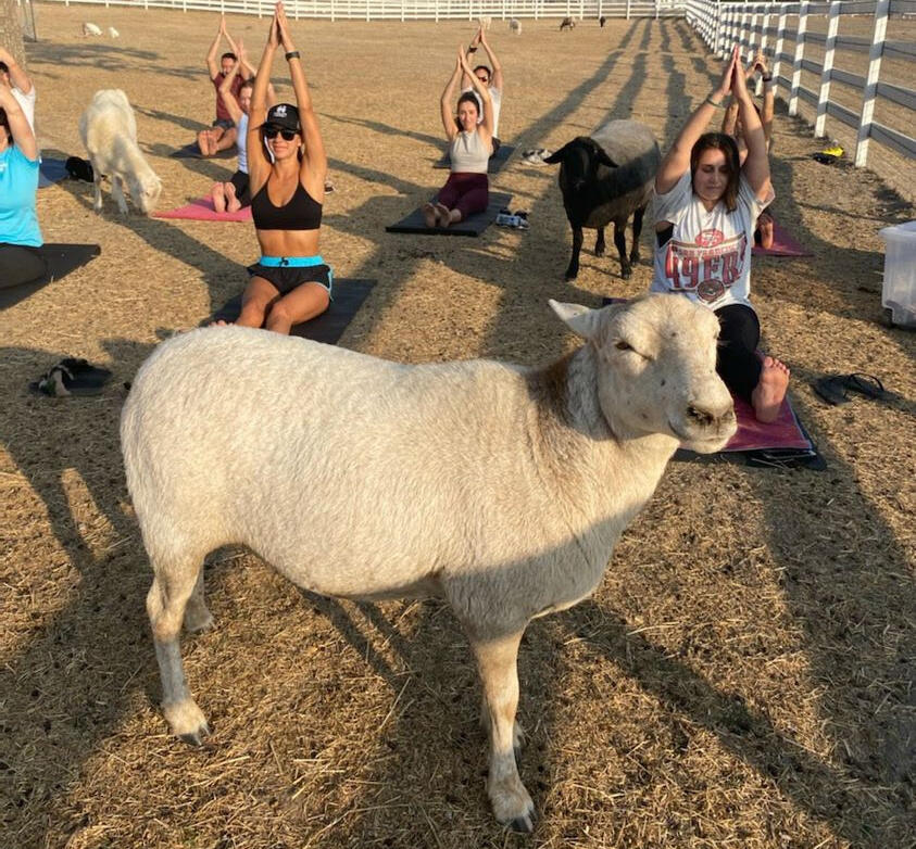 Goat Yoga at Charlie’s Acres.