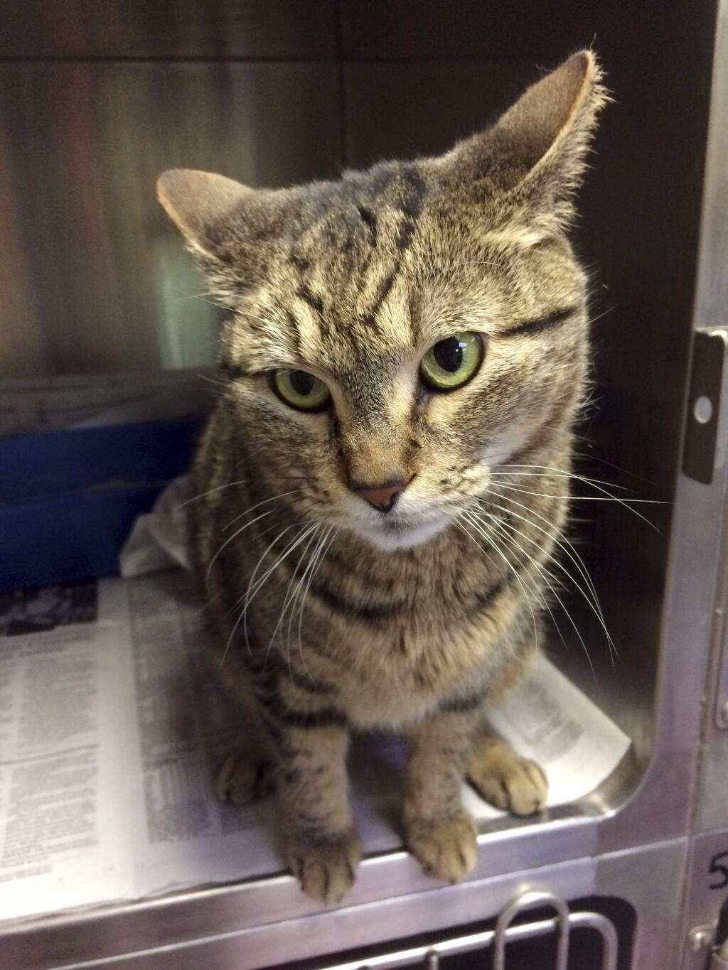 This March, 2017 photo provided by the Guelph Humane Society shows BooBoo at the organization's facility in Guelph, near Toronto in Ontario, Canada. BooBoo had gone missing from her home in Watsonville, Calif., in August, 2014. The brown tabby showed up in southeastern Canada, about 3,000 miles from home, last week. How the missing cat got to Canada remains a mystery. (Guelph Humane Society via AP)