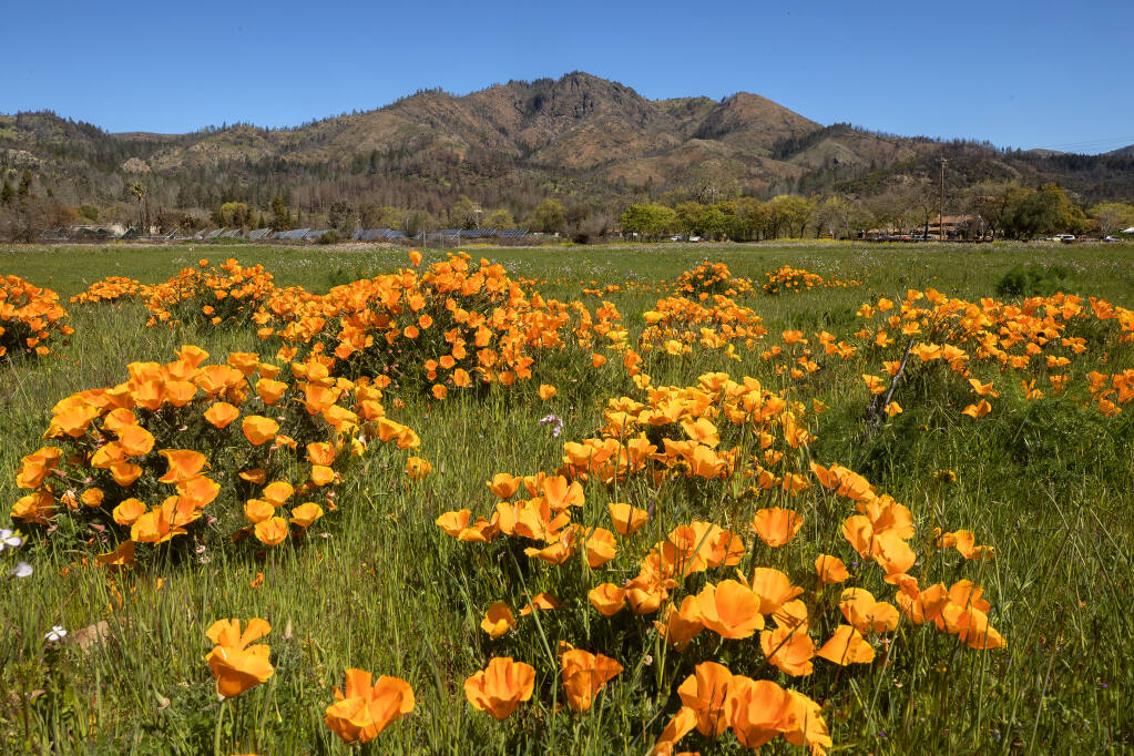 California poppies bloom in the Sonoma Valley under Hood Mountain.   (John Burgess/The Press Democrat)