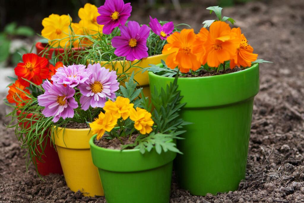 The advantage of potted flowers is simple: Grow them in containers and set them along the front steps when they are blooming, and when they finish blooming, remove them to a potted plant holding area around back, or otherwise out of sight, because little in the garden is less interesting than most perennials when they are just foliage.
