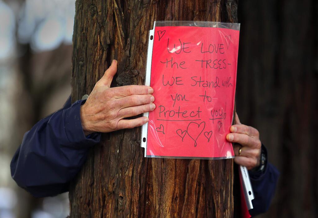 Larry Hansen of Forestville holds a 'note to the trees' on a redwood in Courthouse Square on Saturday afternoon. Over 80 people protested the removal of redwood trees in the Santa Rosa Courthouse Square reunification plan. (JOHN BURGESS / The Press Democrat)
