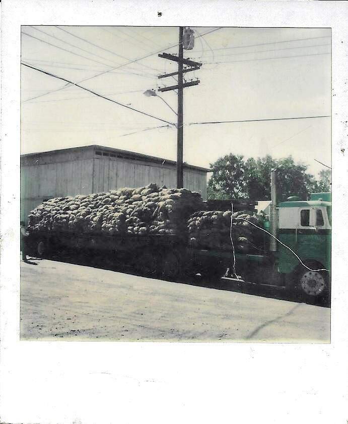 In the 1970s, Wrights Feed Store bought and sold native black walnuts. This truck was loaded with 22,000 gunny sacks filled with the nuts. Photo: Jon Wright.