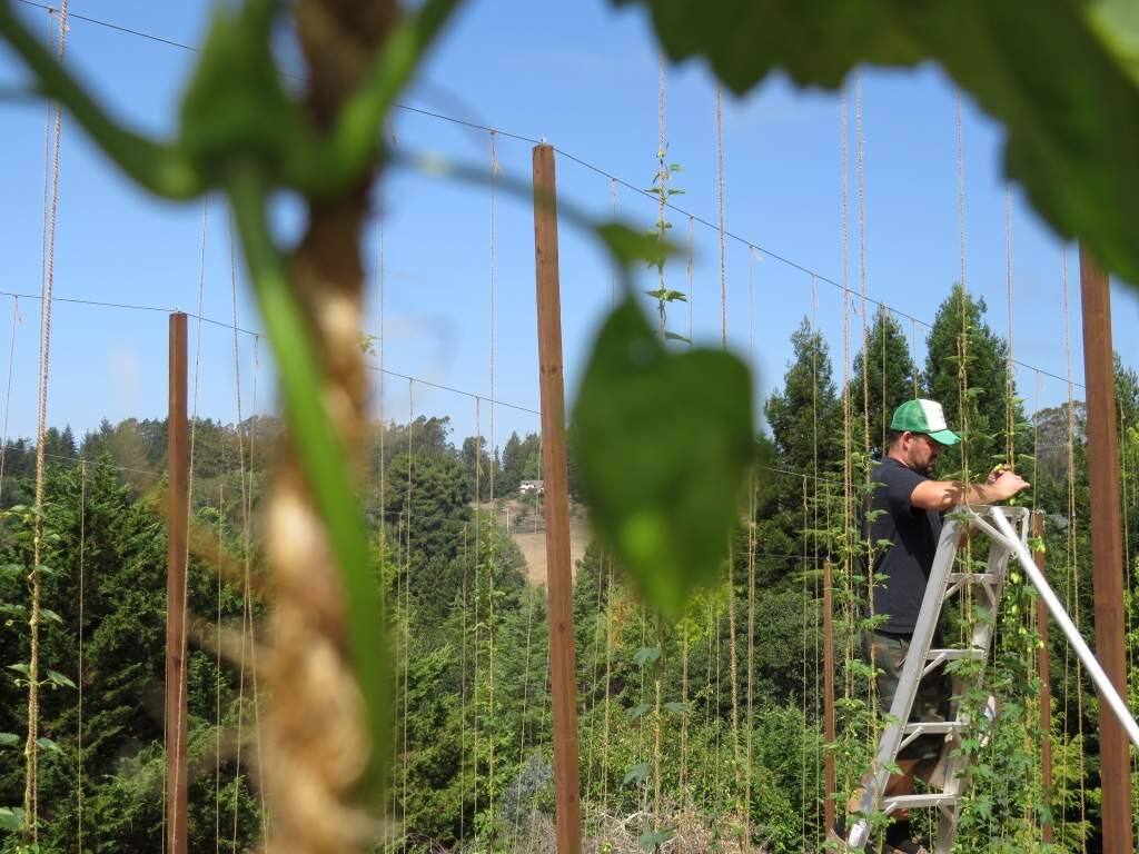 Mike Stevenson NorCal Hop Growers Alliance in his hop field.