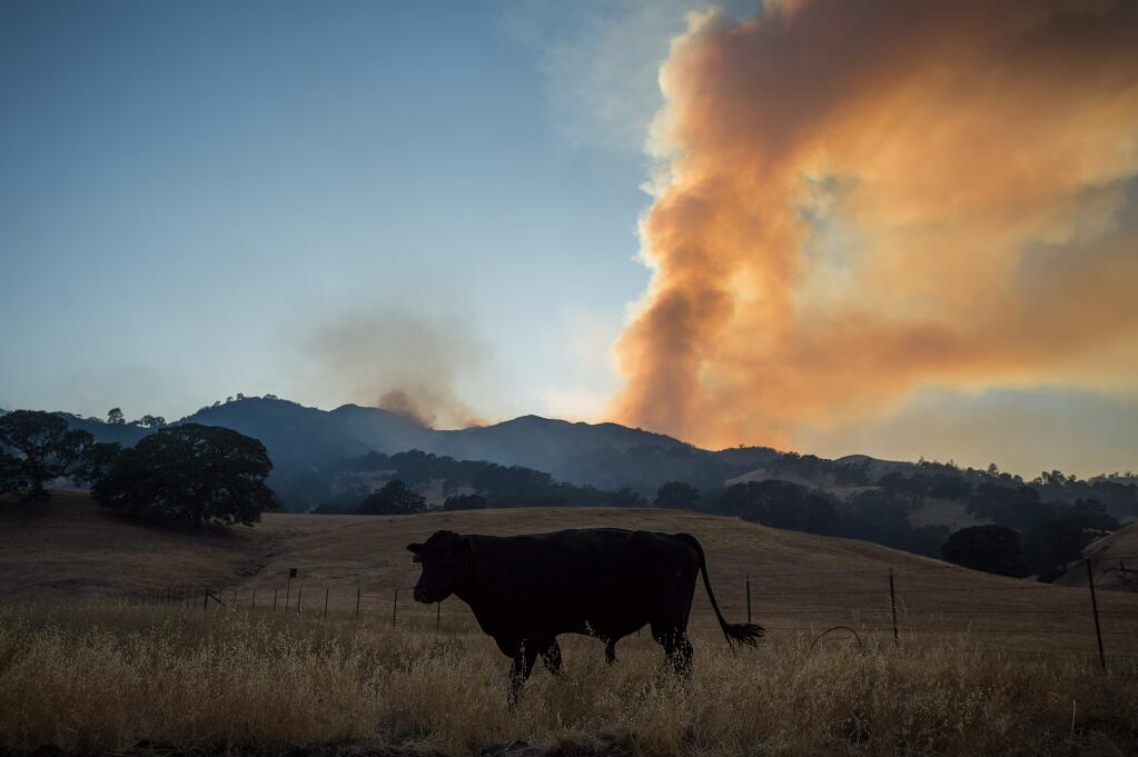 A cow grazes as a plume of smoke rises above the landscape from the Wragg fire near Winters, Calif., on Thursday, July 23, 2015. According to Cal Fire, the blaze scorched 6,900 acres and is 15 percent contained. (AP Photo/Noah Berger)