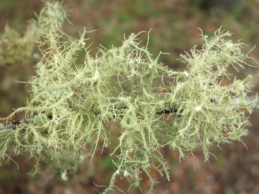 Learn all about lichens during a free online workshop led by a lichenologist. (Laurie S. / Shutterstock)