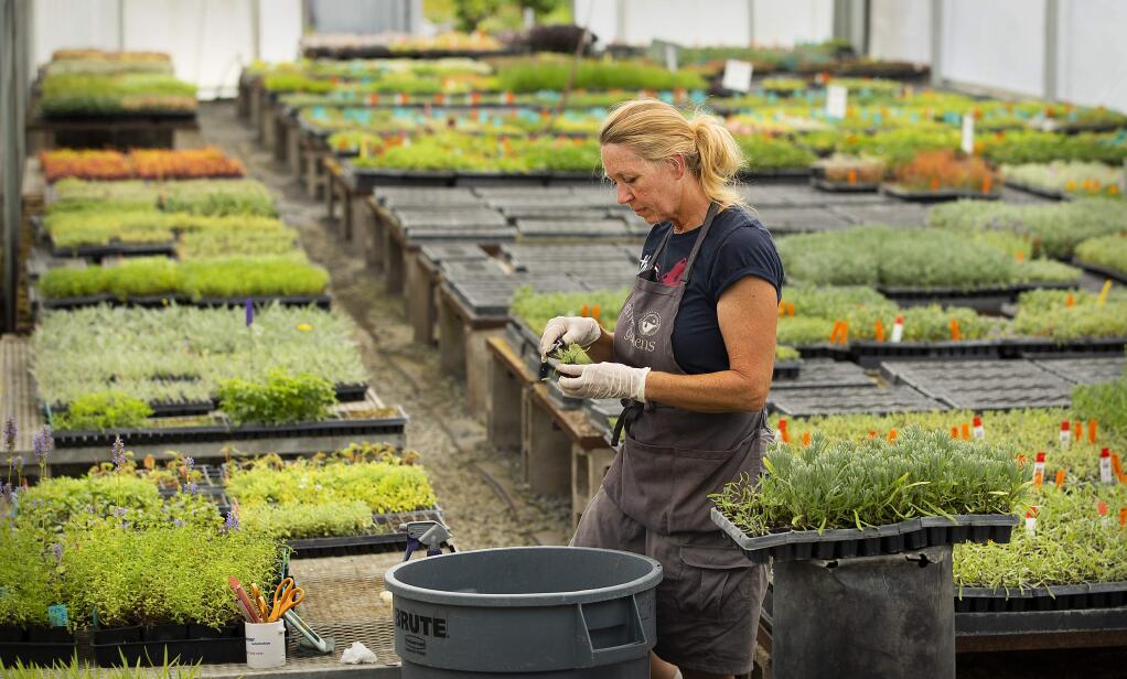 Naomi McBroom prunes rosemary in the rooting room at Emerisa Gardens wholesale nursery east of Santa Rosa on Wednesday. Nursery sales increased 43% in 2018 in Sonoma County over the previous year. (photo by John Burgess/The Press Democrat)