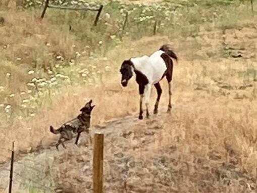 A German shepherd harasses a horse in a pasture at the corner of Petaluma Hill Road and Hopi Trail. Neighbors say the scene played out day after day for months, leading to the horse’s death. (Photo courtesy of Betsy Bueno)