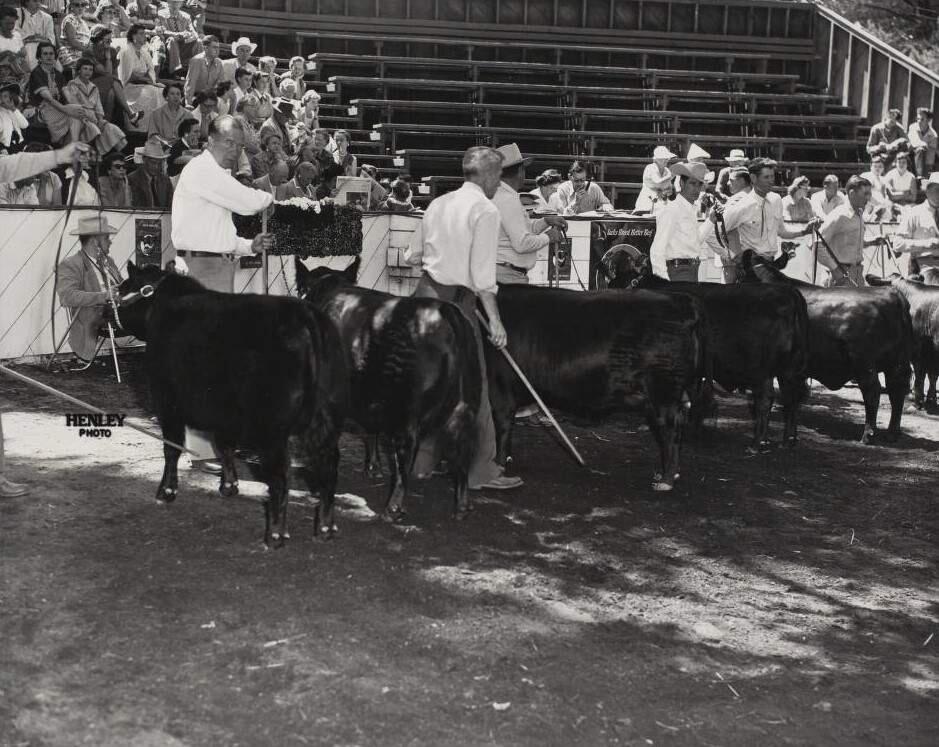 Black Angus judging at the Sonoma County Fair in 1948. (Courtesy of the Sonoma County Library)