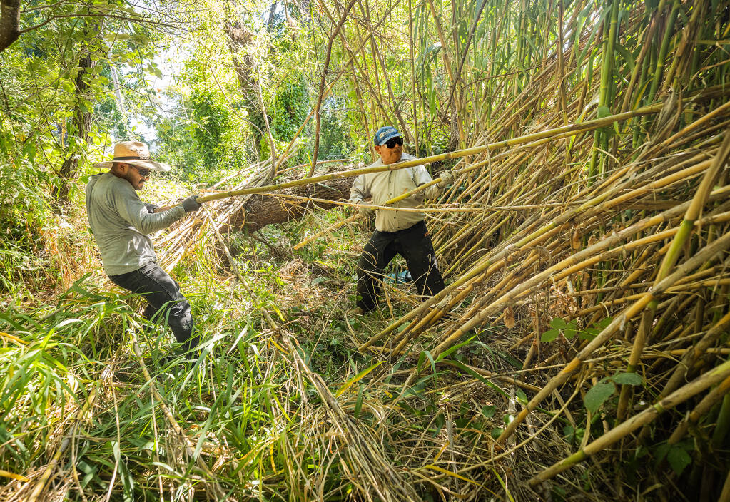 Santos Jimenez, left, and Abraham Salazar, pull 30 feet of stalks of Arundo donax from a large stand of the invasive plant along the edge of the Russian river near Badger Park in Healdsburg, Wednesday, Aug. 16, 2023. (John Burgess / The Press Democrat)