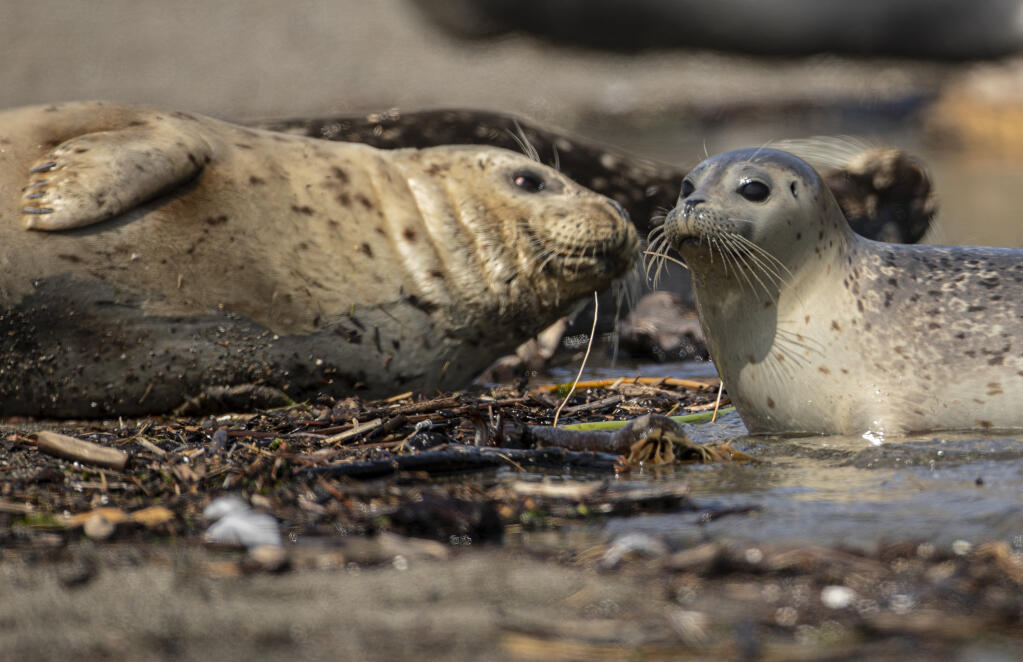 A harbor seal pup greets an adult seal on the beach at the mouth of the Russian River at Goat Rock State Beach on the Sonoma Coast on Friday, March 18, 2022. (Chad Surmick / The Press Democrat)