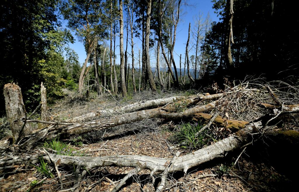 An area adjacent to residential private property near Comptche Friday April 17, 2015, shows downed oak trees that were poisoned by Mendocino Redwood Company owned land, to help the reestablish of redwood trees. Residents say the canopy is not healing and that the slash left by the downed trees creates a severe fire threat. (Kent Porter / Press Democrat) 2015