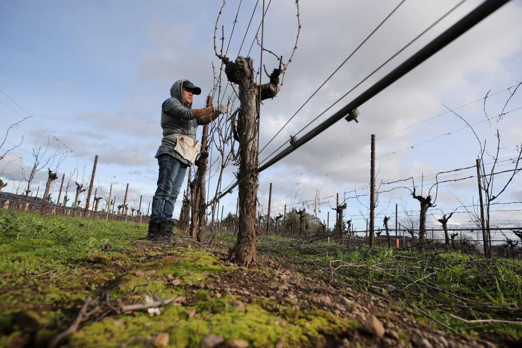 Margarita Rodriguez tapes down vines in a vineyard owned by Janet Sasaki in Sonoma, California on Wednesday, January 8, 2020. (BETH SCHLANKER/The Press Democrat)