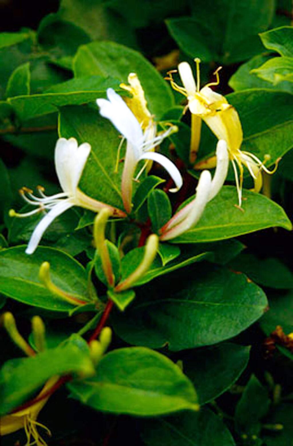 Japanese honeysuckle smells great, but also can be invasive with rapid rooting.