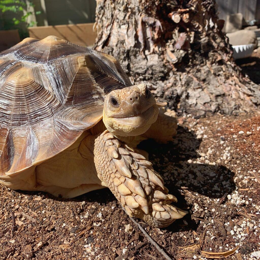 Ethel the Glamour Tort, who lives in Sonoma with her owners, Kacey Kuchinski and Daniel Rodriguez, has nearly 43,000 Instagram followers. She'll be a guest of honor on 'Good Morning America' on Friday, March 27, 2020 as “Pet of the Week.” (Kacey Kuchinski)