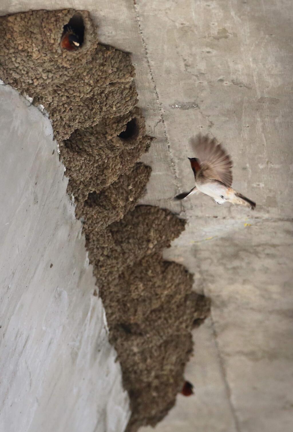 A swallow returns to its nest under the Highway 101 bridge, over the Petaluma River, in Petaluma on Monday, May 18, 2015. (Christopher Chung/ The Press Democrat)