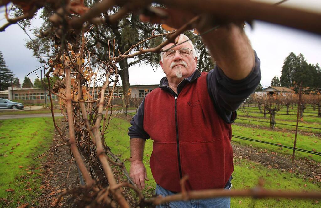 Mark Houser, the vineyard manager of for Hoot Owl Creek Vineyards inspects vines near the Alexander Valley Elementary School, Wednesday Dec. 7, 2016 near Healdsburg. (Kent Porter / The Press Democrat) 2016