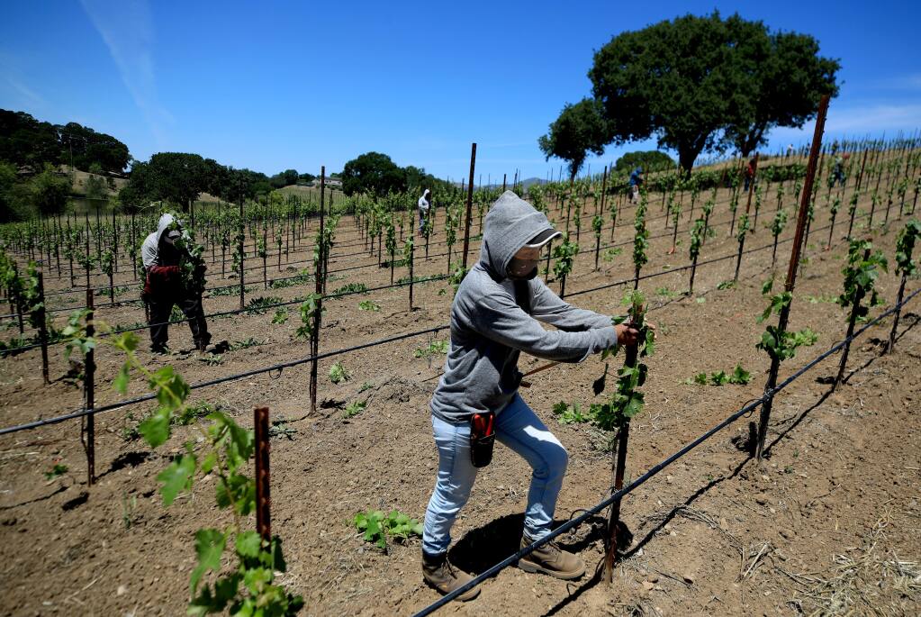 Julia, who declined to give her last name, joins other field workers pulling sucker vines off a new vineyard planting on Friday, May 22, 2020 in Healdsburg. (Kent Porter / The Press Democrat)