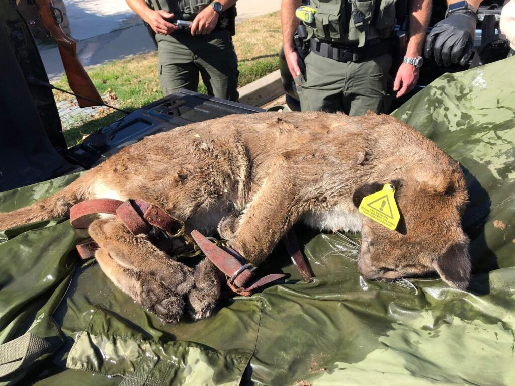 This Saturday, Feb. 8, 2020, photo provided by the California Department of Fish and Wildlife shows a tranquilized mountain lion in Simi Valley, Calif. The mountain lion that eluded capture after being spotted in a backyard was eventually removed from the area Saturday, California police and wildlife officials said. (California Department of Fish and Wildlife via AP)