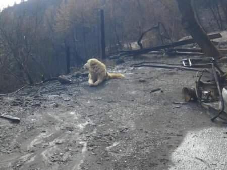 Madison awaits his owners after the Camp fire in Butte County. (K9 PAW PRINT RESCUE/ FACEBOOK)