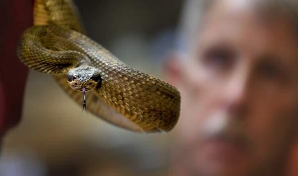 The long kiss goodnight: Al Wolf, of Sonoma County Reptile Rescue, with one of his North Pacific rattlesnake pals in Sebastopol, 2013. (Kent Porter / Press Democrat)