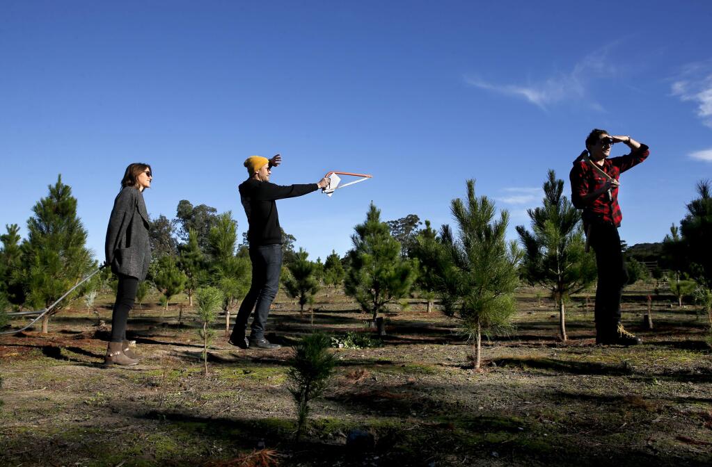 (From left) Jenny Ostroth, Josh Meyer, and Erik Breedlove look through a field containing Monterey Pines, Leyland Cypresses, Carolina Sapphire Cypresses and Blue Ice Cypresses for the perfect tree to cut at Little Hills Christmas Tree Farm in Petaluma, on Wednesday, November 29, 2017. (BETH SCHLANKER/ The Press Democrat)