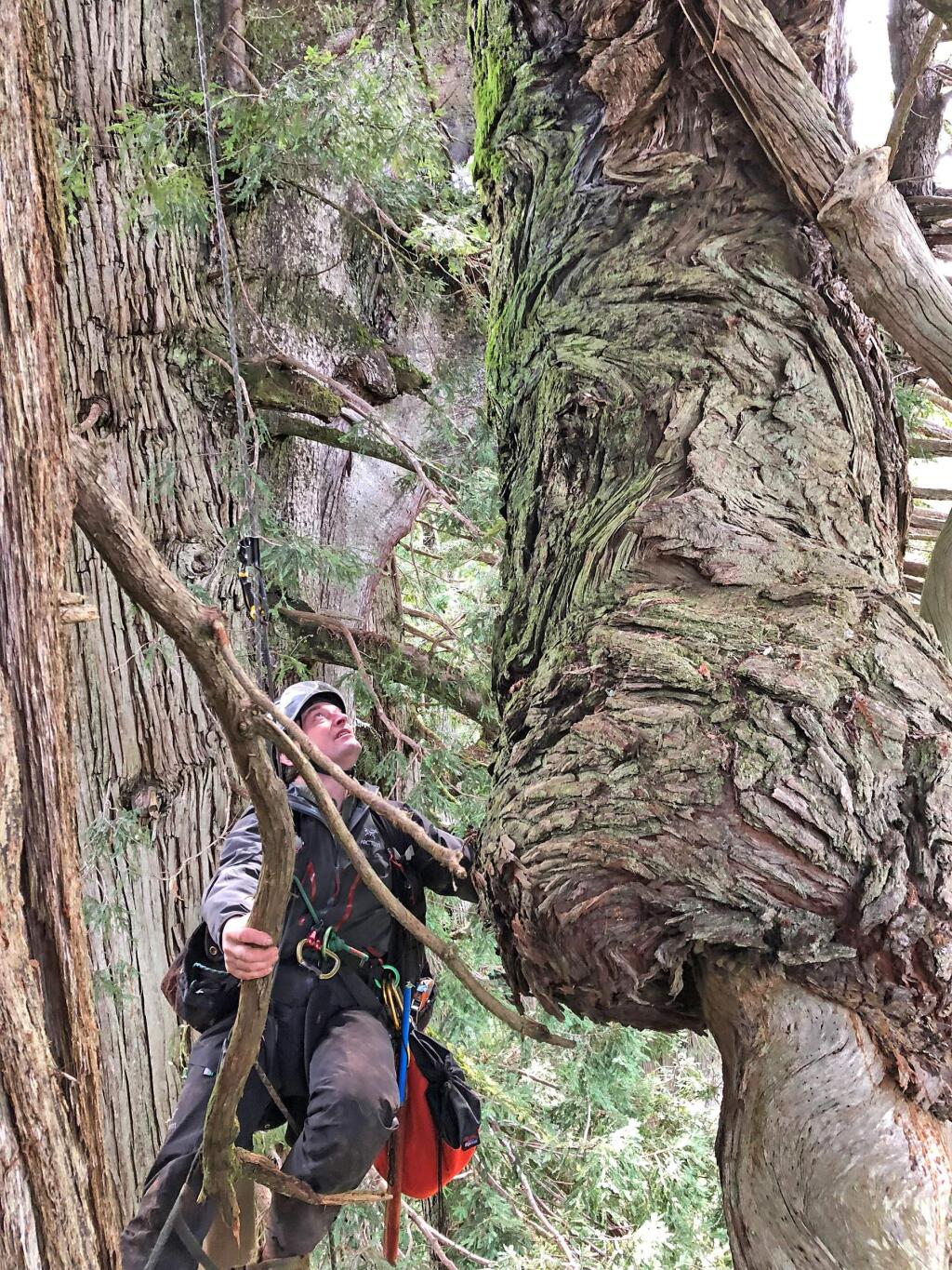 Steve Sillett of Humboldt State climbs in the canopy of a coast redwood forest, researching what makes big trees grow so large and survive so long. He'll lecture on the subject at Quarryhill Botanical Center on July 29. (Marie Antoine)