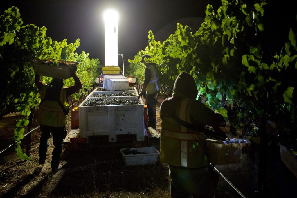 Working by the light of headlamps and towed light tower, a vineyard crew picks pinot noir grapes in Sebastopol in 2015. (Alvin Jornada/ The Press Democrat)